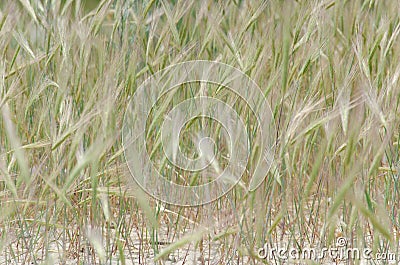 Green herbal background Stock Photo