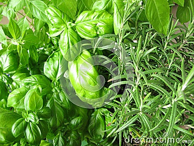 Green herbs Stock Photo