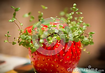 Green herbs Stock Photo