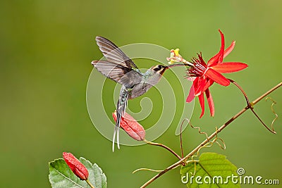 Green Hermit Hummingbird Stock Photo