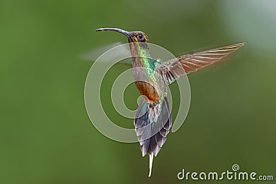 Green Hermit - Phaethornis guy Stock Photo