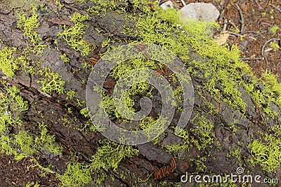 Green Herniarias growing on the ground Stock Photo