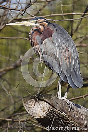 Green heron Stock Photo