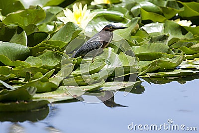 Green Heron Stock Photo