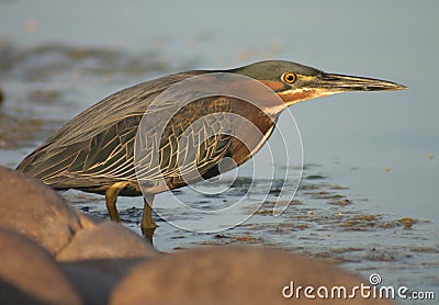 Green Heron Stock Photo