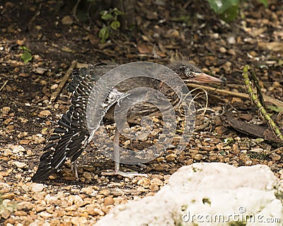 Green Heron stock photos. Image. Picture. Portrait. Baby birds on ground. Spread wings. Close-up profile view. Background Stock Photo