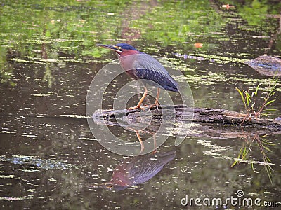 Green Heron Bird on a Fallen Log in a Pond with Duck Weed Stock Photo