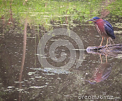 Green Heron Bird on a Fallen Log in a Pond with Duck Weed Stock Photo