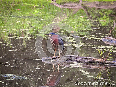 Green Heron Bird on a Fallen Log in a Pond with Duck Weed Stock Photo