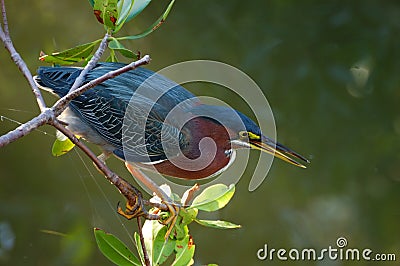 Green Heron butorides virescen Stock Photo