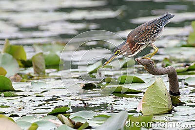 Green Heron (Butorides virescens) Stock Photo