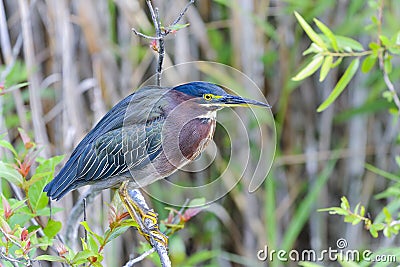 Green heron, butorides virescens Stock Photo