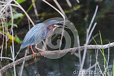 Green heron, butorides virescens Stock Photo