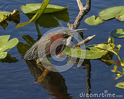 Green heron Butorides virescens, Florida Stock Photo