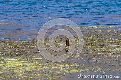 Wildlife:A Green Heron stands on a rope in Lake Atitlan Guatemala Stock Photo