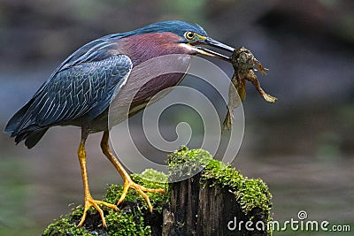 Green heron frog Stock Photo