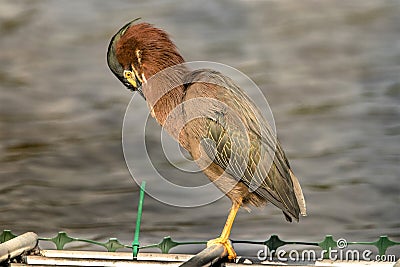 Green Heron looking like a lion Stock Photo