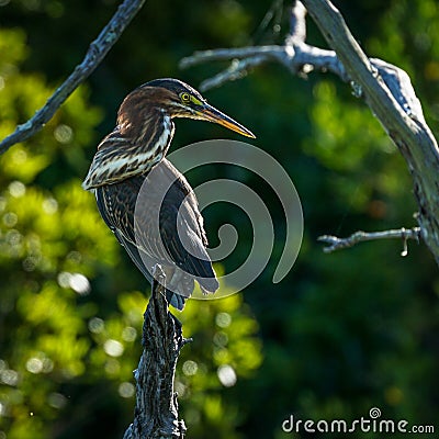 Young Heron perched on a Tree Stock Photo