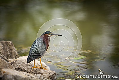 Green Heron Stock Photo