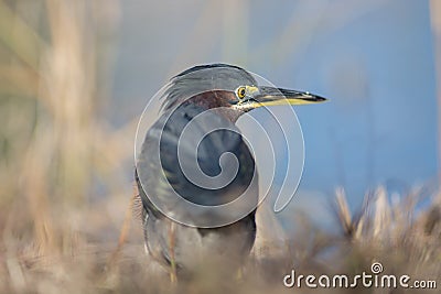 Green Heron at a pond Stock Photo