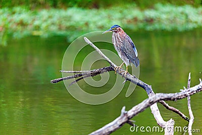 Green Heron Stock Photo