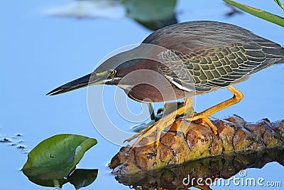 Green Heron Stalking its Prey Stock Photo