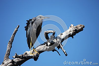 Green Heron on the trunk of a dead tree against the blue sky, Stock Photo