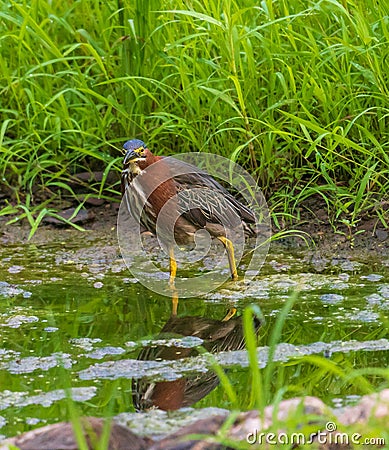 Green heron wades in shallow water Stock Photo