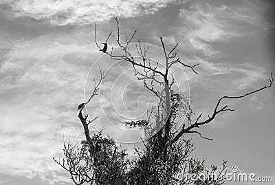 Green Herons on a Black and White Artistic Tree Stock Photo