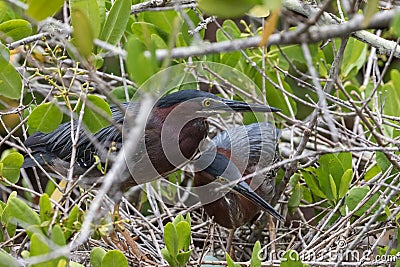 Green Herons in the Nest with Egg, J.N. Ding Darling Nationa Stock Photo