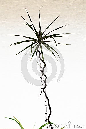 Green high dracaena, indoor trendy houseplants, against white background, natural lifestyle, background, banner vertical photo Stock Photo