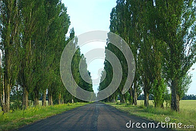 Green high poplars on the sides of the asphalted road Stock Photo