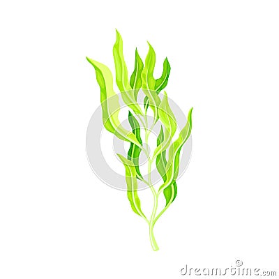 Green Hijiki Seaweed or Sargassum as Asian Sea Vegetable Vector Illustration Vector Illustration