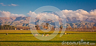 Green hills in countryside of Malborough region in New Zealand Stock Photo