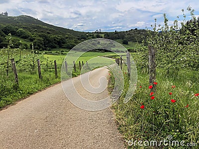 Green hills, empty country road and and blooming red poppies. Summer landscape Stock Photo