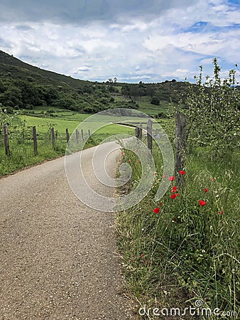 Green hills, empty country road and and blooming red poppies. Summer landscape Stock Photo