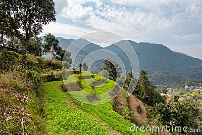 Green Hillside Terraces on the Himalaya Foothills Stock Photo