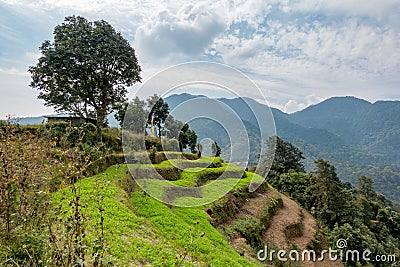 Green Hillside Terraces Stock Photo