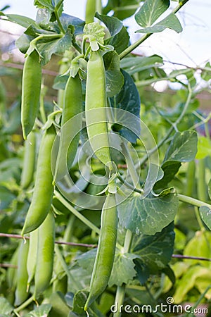 Green hods of peas on a stalk Stock Photo