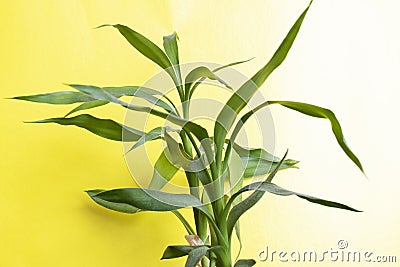 Green home bamboo leaves on yellow background Stock Photo