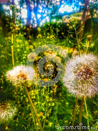 green home , im happy Stock Photo