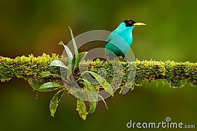 Green Honeycreeper, Chlorophanes spiza, exotic tropic malachite green and blue bird form Costa Rica. Tanager from tropic forest. C Stock Photo