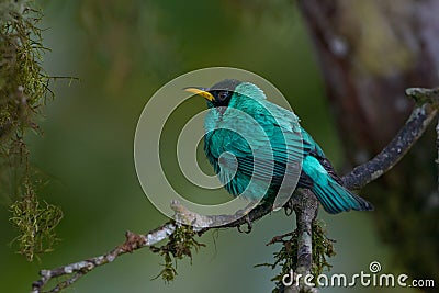 Green Honeycreeper in Costa Rica Stock Photo