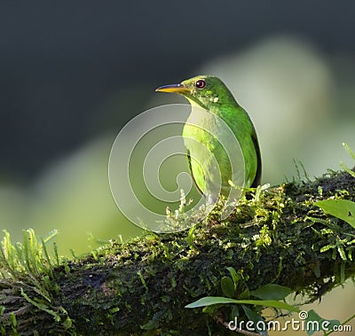 Green Honeycreeper (Female) - Boca Tapada, San Carlos, Costa Rica Stock Photo