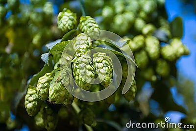 Green hop cones branch taken closeup. Beer production. Stock Photo