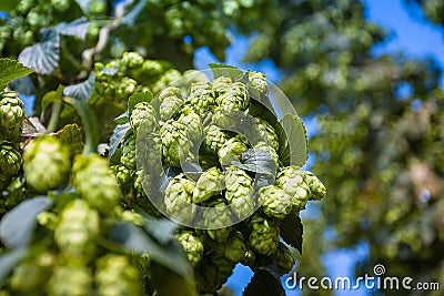 Green hop cones branch taken closeup. Beer production. Stock Photo