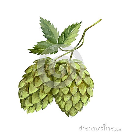 Green hop fruit, beer ingredients, watercolor illustration. Cartoon Illustration