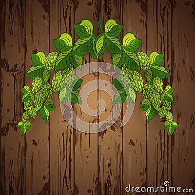 Green hop plant,. hop cones, beer brewing ingredient. Vector Illustration