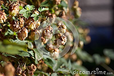 Green hops branch autumn closeup. Green hops beer ingredient. Agriculture Cannabaceae, Humulus lupulus, Hops, Bine, Hop Stock Photo