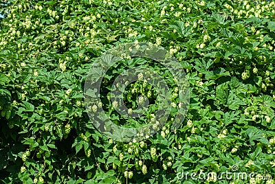 Green hops close up. Green hops is beer ingredient. Green hops agriculture Stock Photo